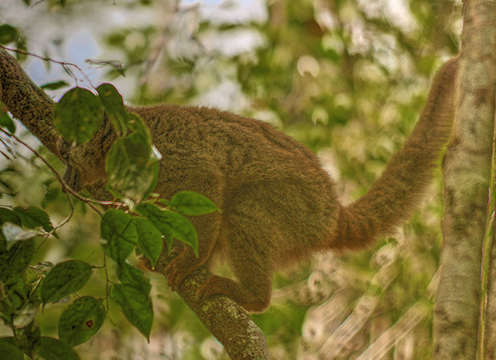 Golden Bamboo lemur